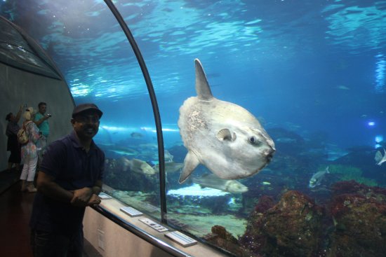 Аквариум Барселоны / L’Aquarium de Barcelona  (2003) DVDRip