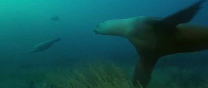 Атлантида — Создания моря / Atlantis — Le creature del mare  (1991) BDRip