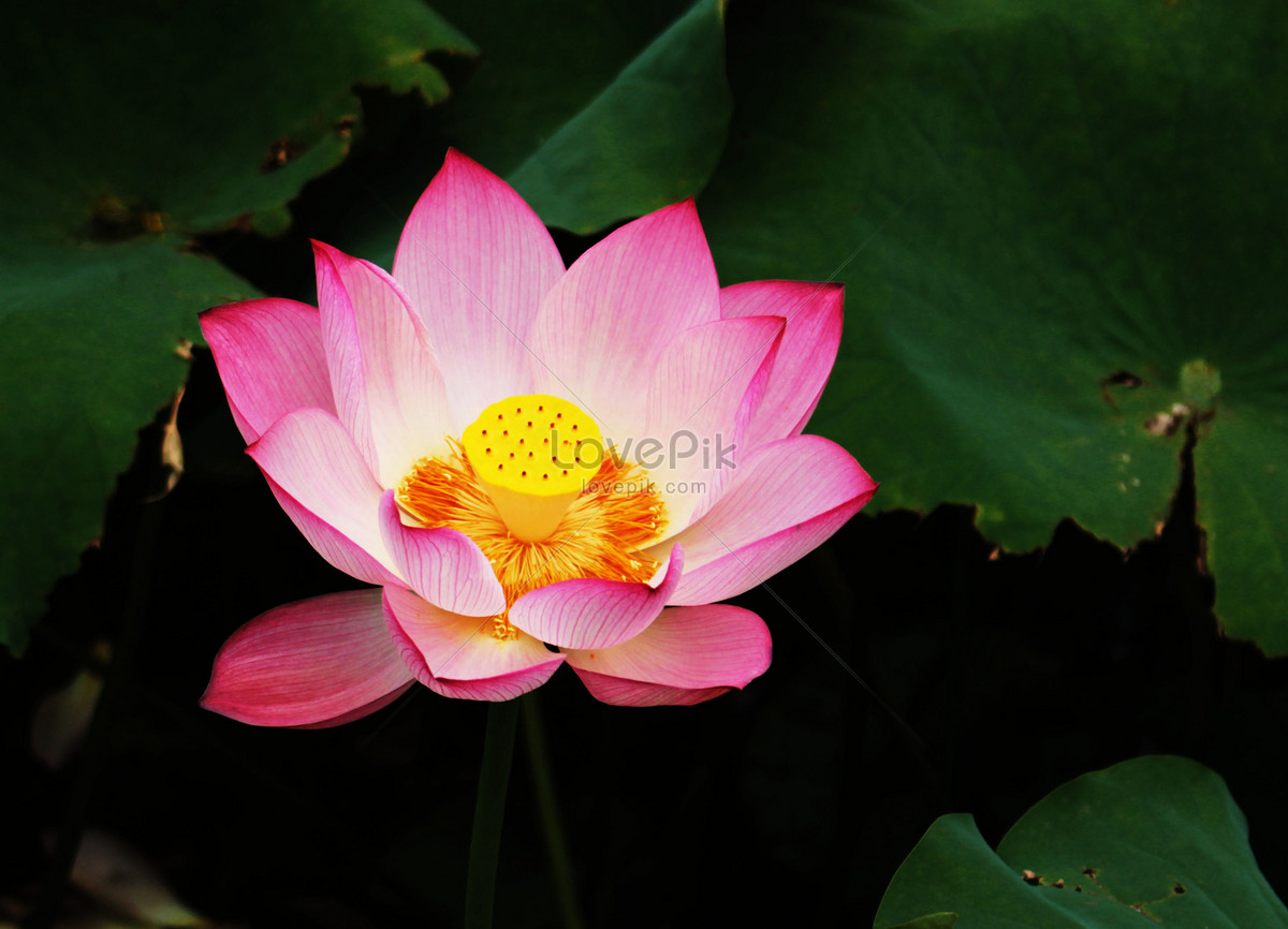 Цветущий Лотос / Blossoming Lotus  (2007) HDRip