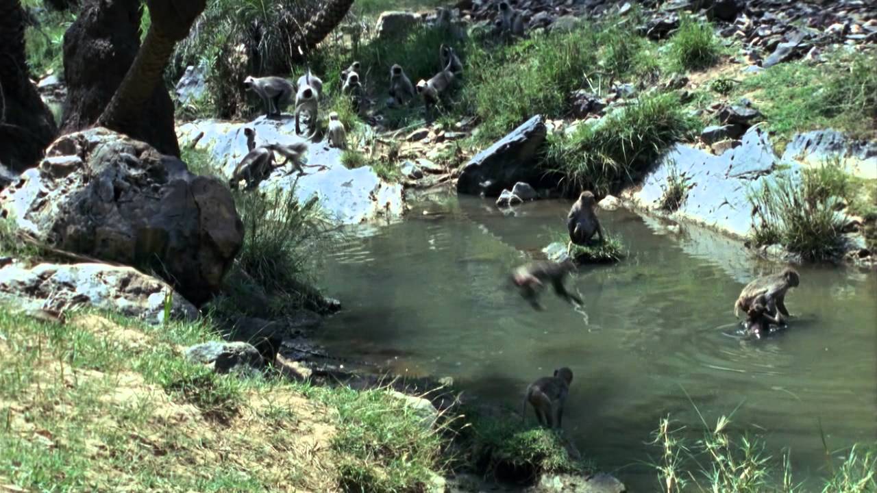 Дикая Азия: Муссон бог жизни / Wild Asia: Monsoon India`s God of Life  (1999) HDRip