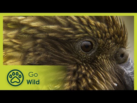 Клюв и мозг. Гениальные птицы / Beak and Brain — Genius birds from Down Under  (2013) SATRip/ ПД
