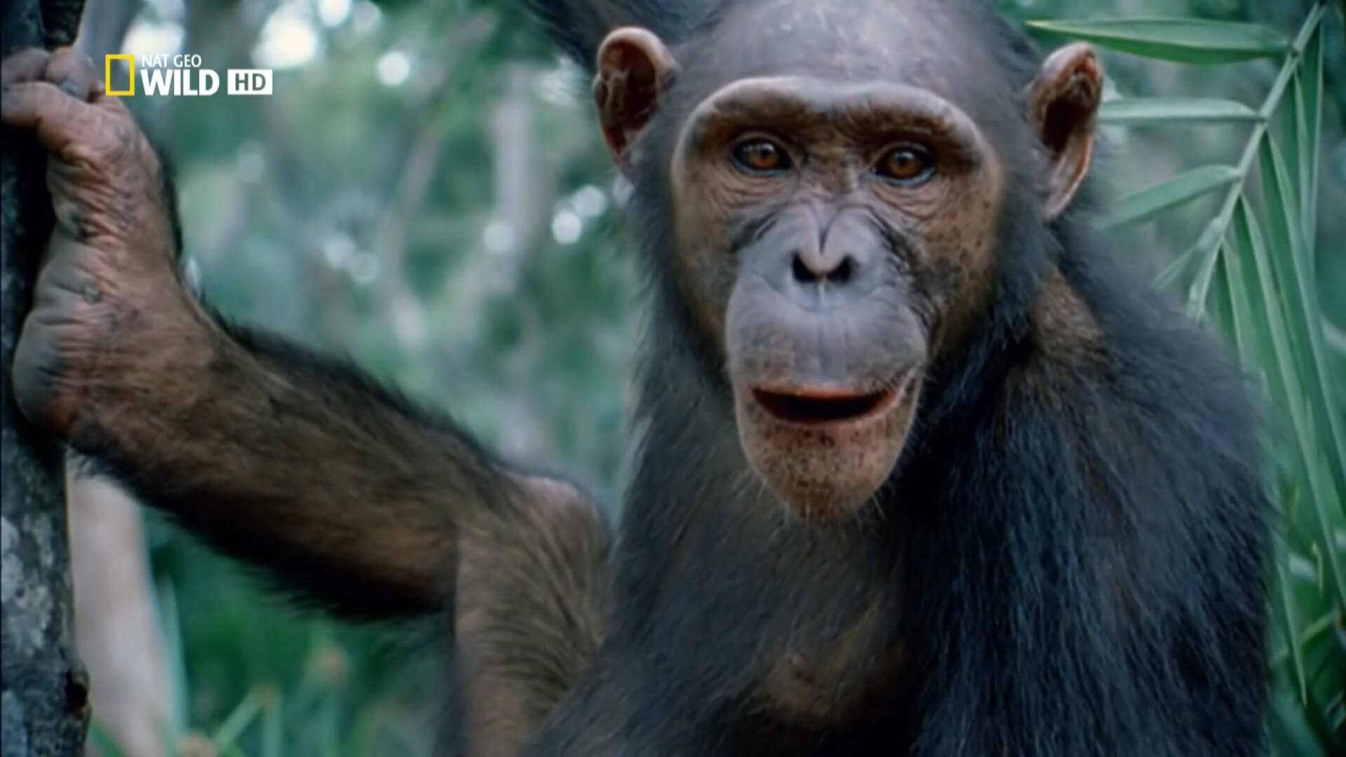 Королевство обезьян: Брат на брата / Wild Kingdom Of The Apes  (2014) HDTV 1080i