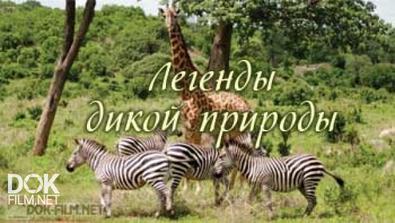 Легенды дикой природы / La légende de la faune [S01] (2014) SATRip/ПО