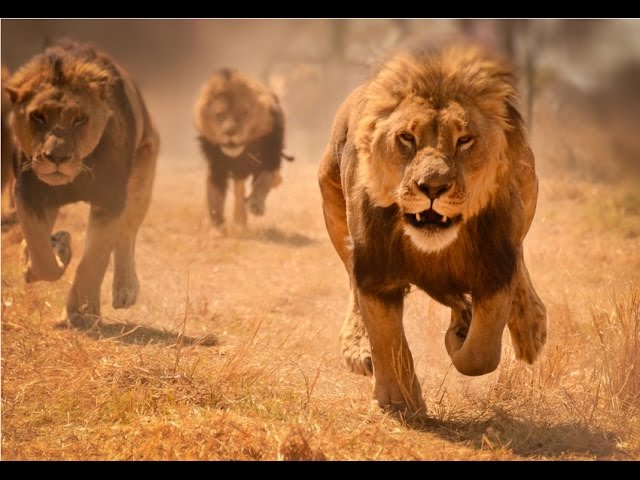 Львы-хулиганы / Lions Behaving Badly  (2005) HDTVRip