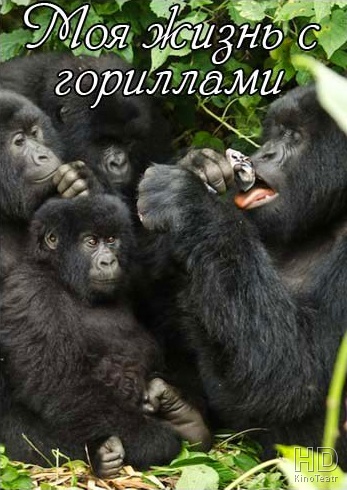 Моя жизнь с гориллами / My Gorilla Life  (2012) HDTVRip