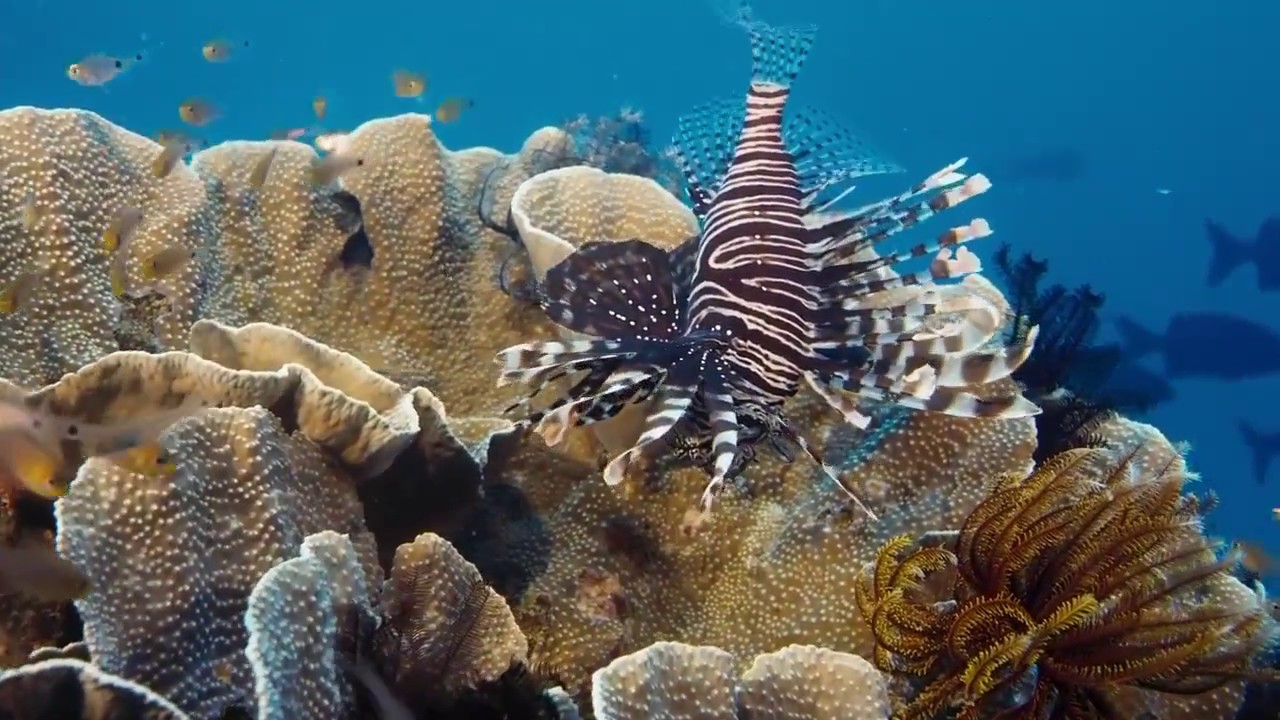 На глубине морской / IMAX — Under the Sea (2009) BDRip 720p