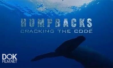 National Geographic: Киты — горбачи. Разгадка кода / National Geographic: Humpbacks. Cracking the Code  (2008) HDTVRip