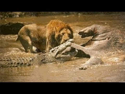 National Geographic: Крокодилы Катумы / National Geographic: Crocs of Katuma  (2010) HDTVRip