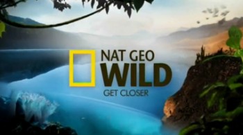 National Geographic: Лесное царство / National Geographic: Kingdom of the Forest  (2010) HDTVRip