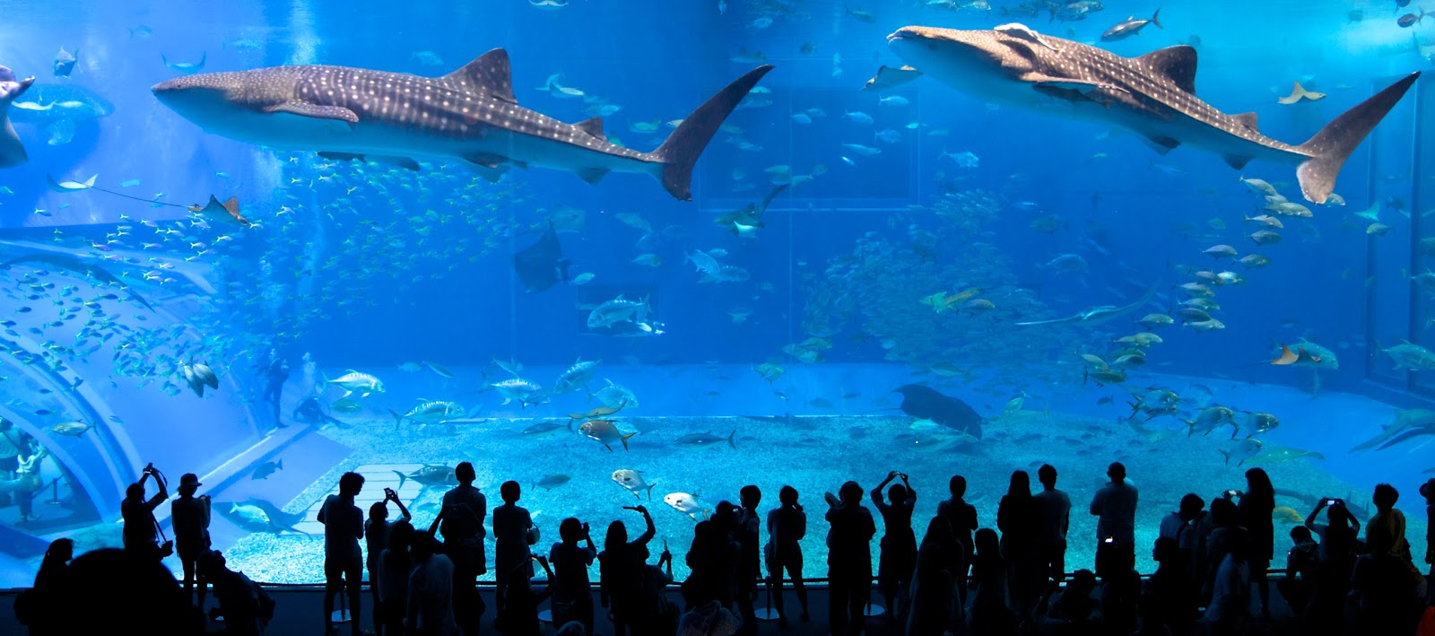Океанариум «Окинава Тюрауми» / Okinawa Churaumi Aquarium  (2009) HDTVRip