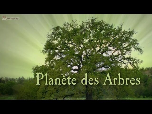 Планета деревьев. Ель / Planeta des Arbres. Le sapin  (2010) HDTVRip