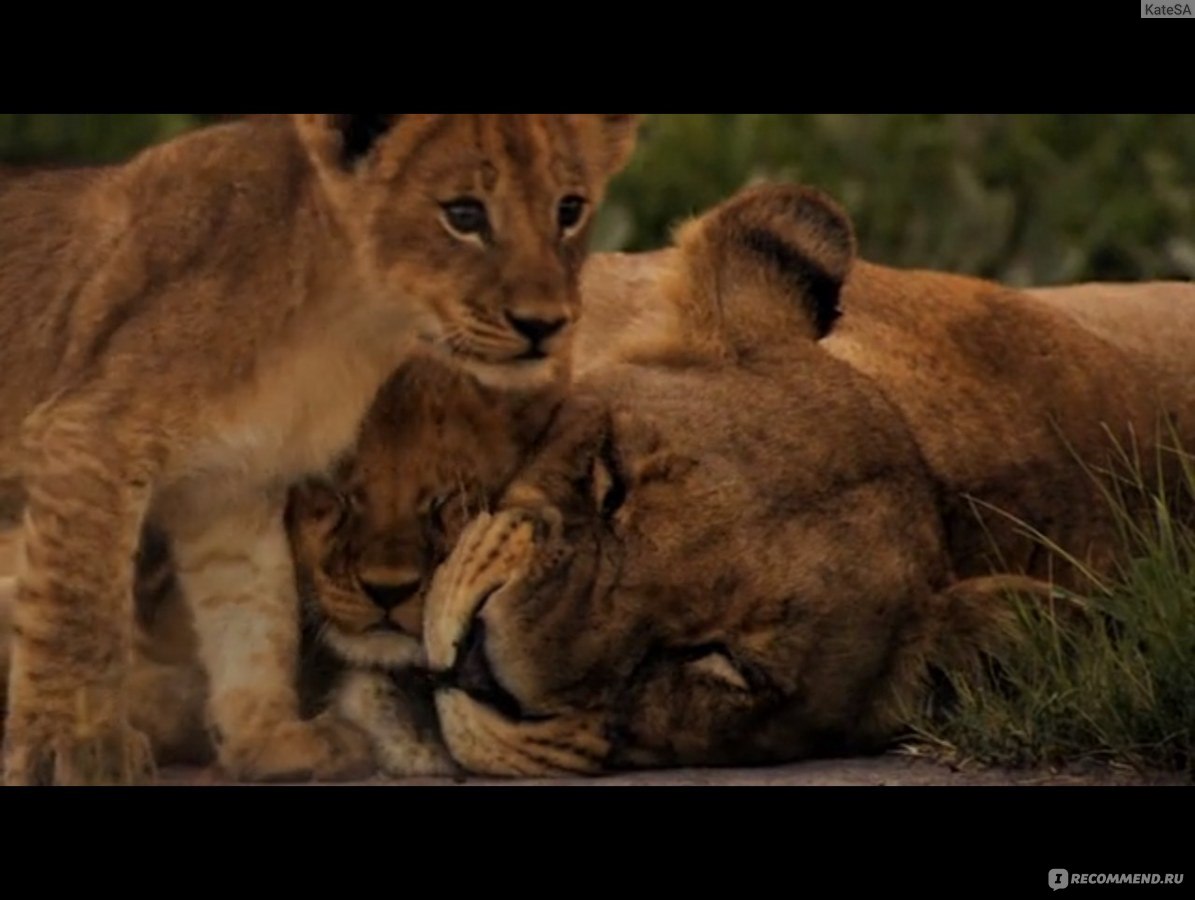 Последние львы / The Last Lions  (2011) HDRip