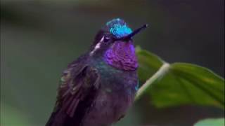 Природа в сопровождении шедевров мировой музыки / Natures Colors with the Worlds Greatest Music  (2007) HDRip