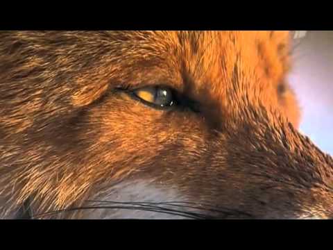 Россия от края до края. Камчатка  (2009) SATRip