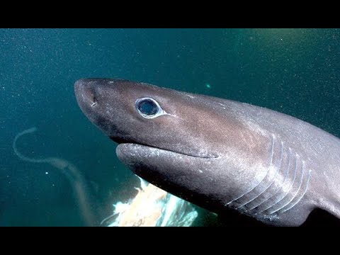 Шестижаберная акула. Погружение в бездну / Sixgill Shark. Into The Abyss  (2010) HDTVRip