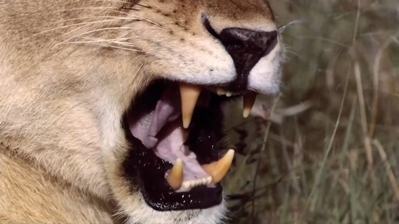 Созданные убивать: Лев / Built for the kill: Lion  (2011) HDTVRip