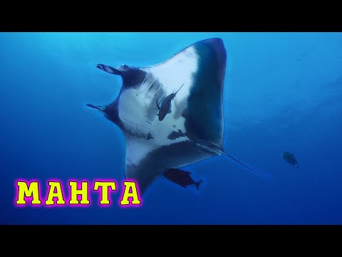 Тайна Морского Дьявола / Manta Mystery  (2011) SATRip