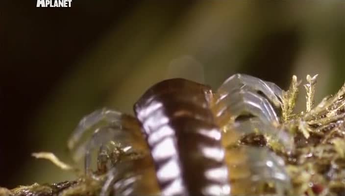 Войны жуков-гигантов (7 серий из 7) / Monster bug wars  (2011) SATRip